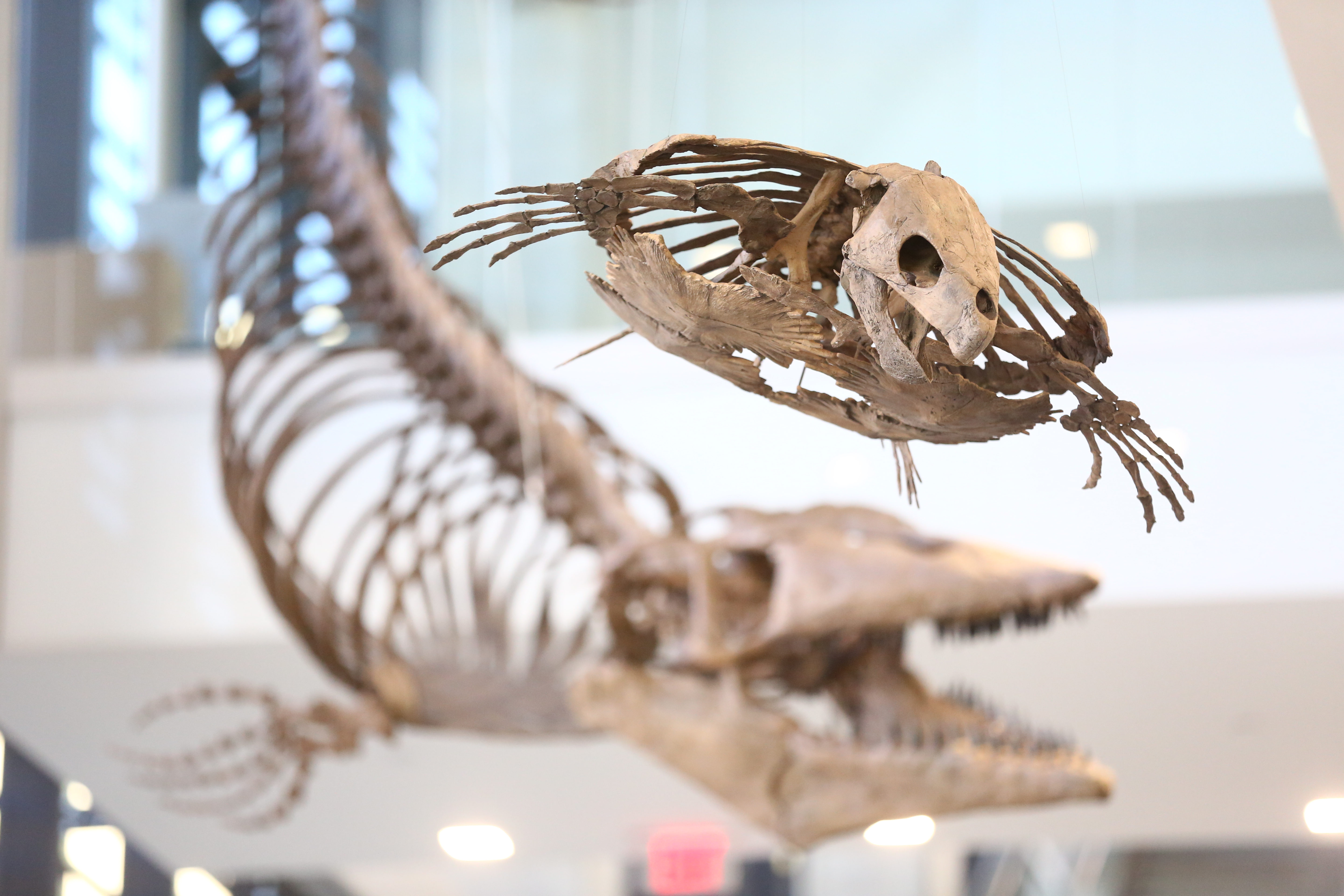 Giant fossils at KU's new geology building recall time when Kansas was  underwater | News, Sports, Jobs - Lawrence Journal-World: news,  information, headlines and events in Lawrence, Kansas